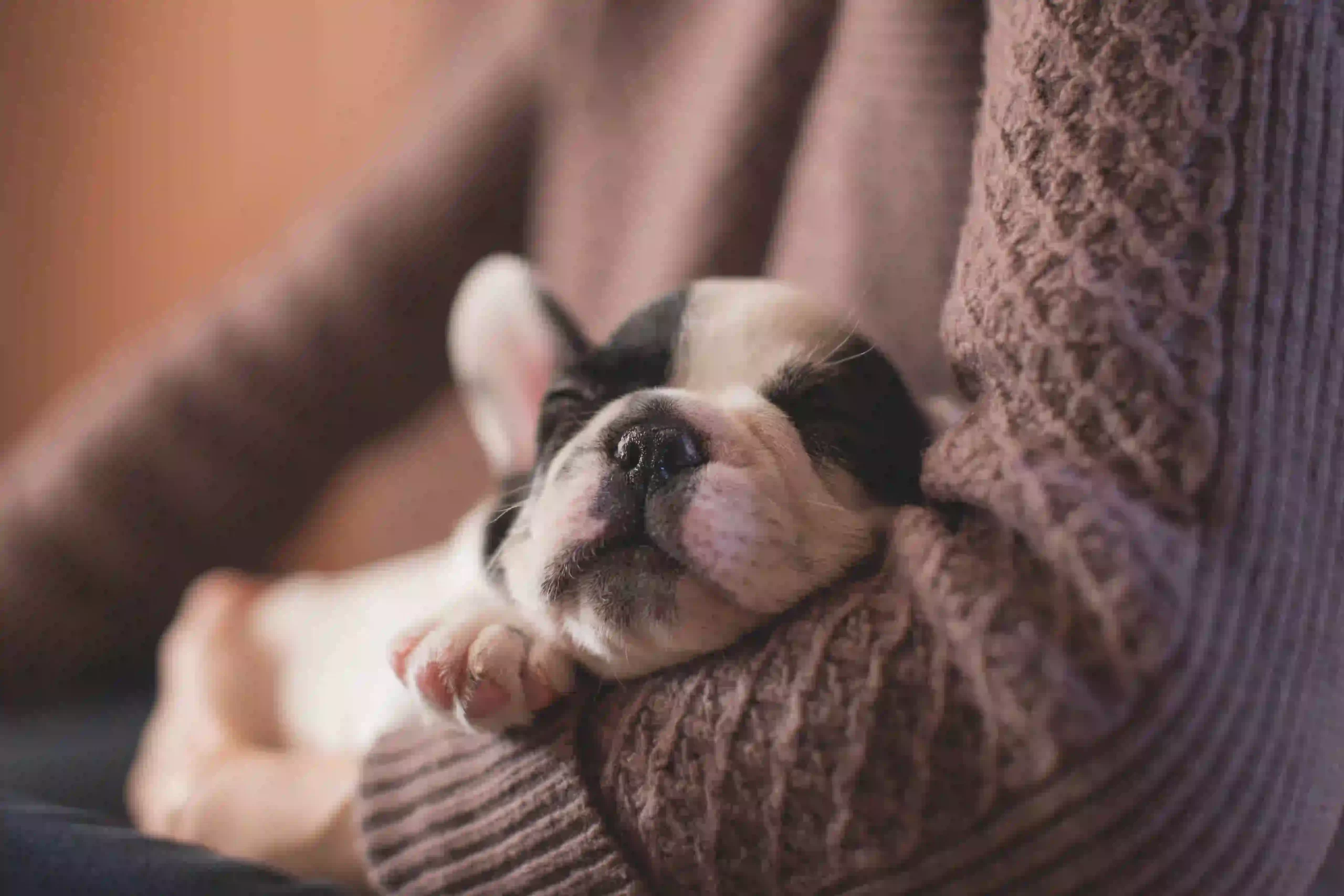  A person holding a small French bulldog puppy in their arms, the puppy is sleeping soundly against the person's chest.