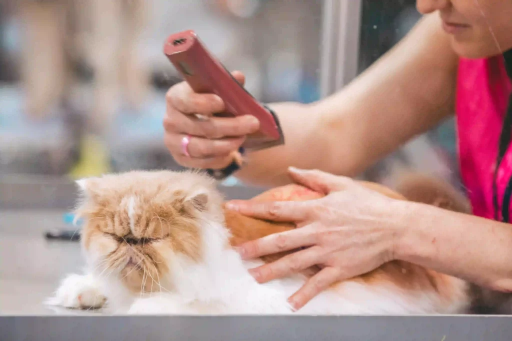 pet grooming unhappy cat getting trimmed